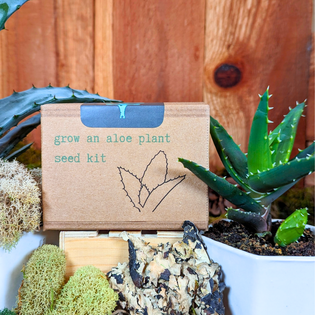 Aloe Plant Grow Kit – Seed Growing Set for Beginners & Gift