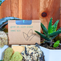 Aloe Plant Grow Kit – Seed Growing Set for Beginners & Gift